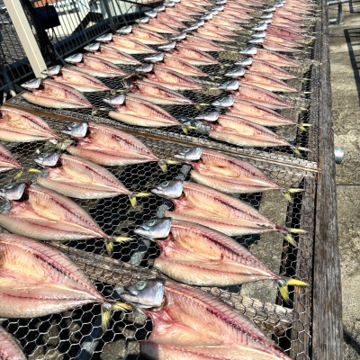 一本釣り「関さば開き」1枚
