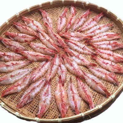 天然えび一夜干し（特大）1尾