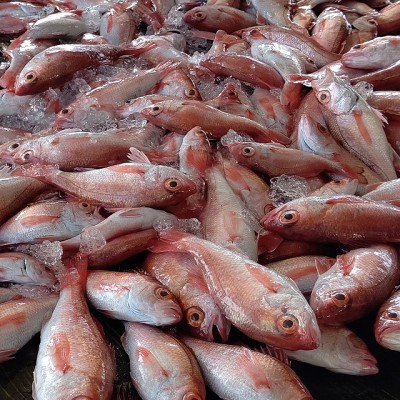 旬のひもの甘鯛、のどぐろ入り