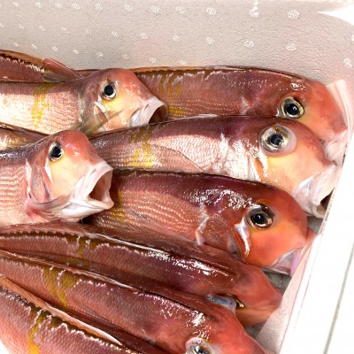 旬のひもの甘鯛、のどぐろ入り